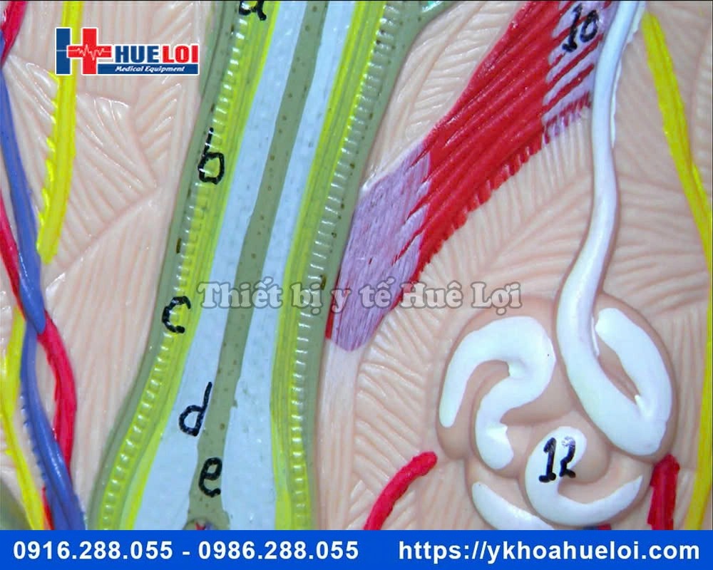 Máy soi cổ tử cung ECOCON Full HD