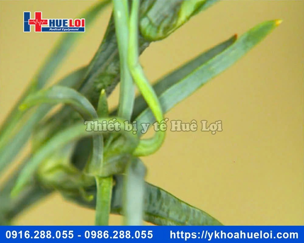 Máy soi cổ tử cung ECOCON Full HD