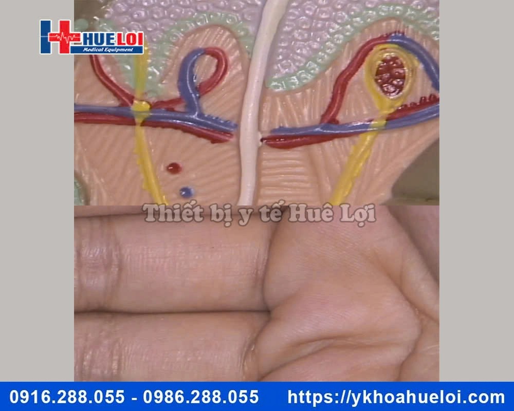 Máy soi cổ tử cung hình ảnh SD