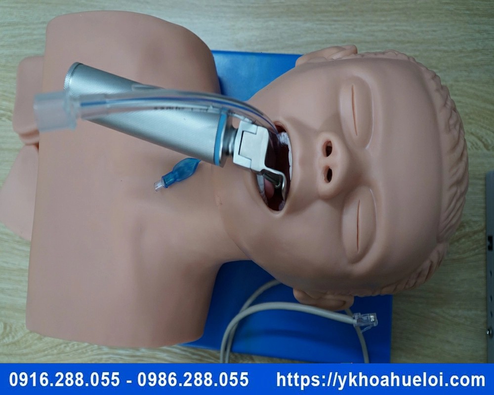 Mô hình thực hành đặt nội khí quản