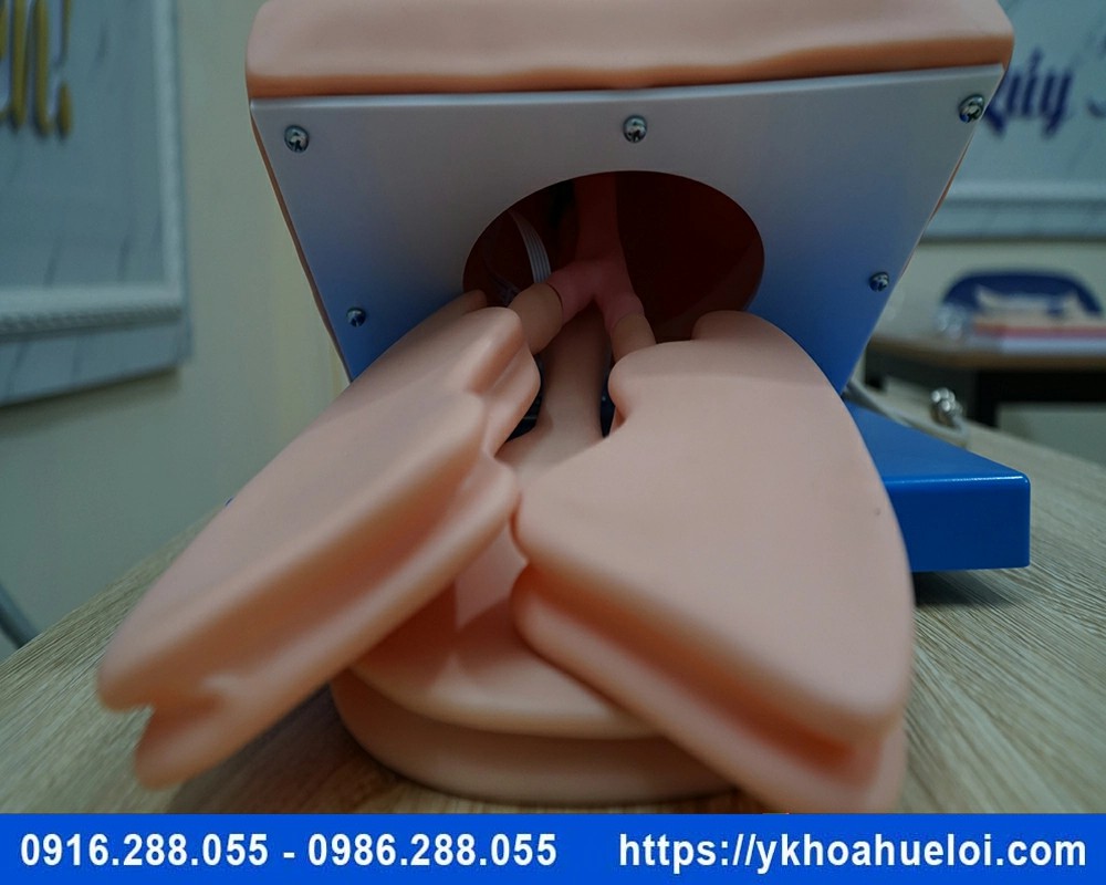Mô hình thực hành đặt nội khí quản