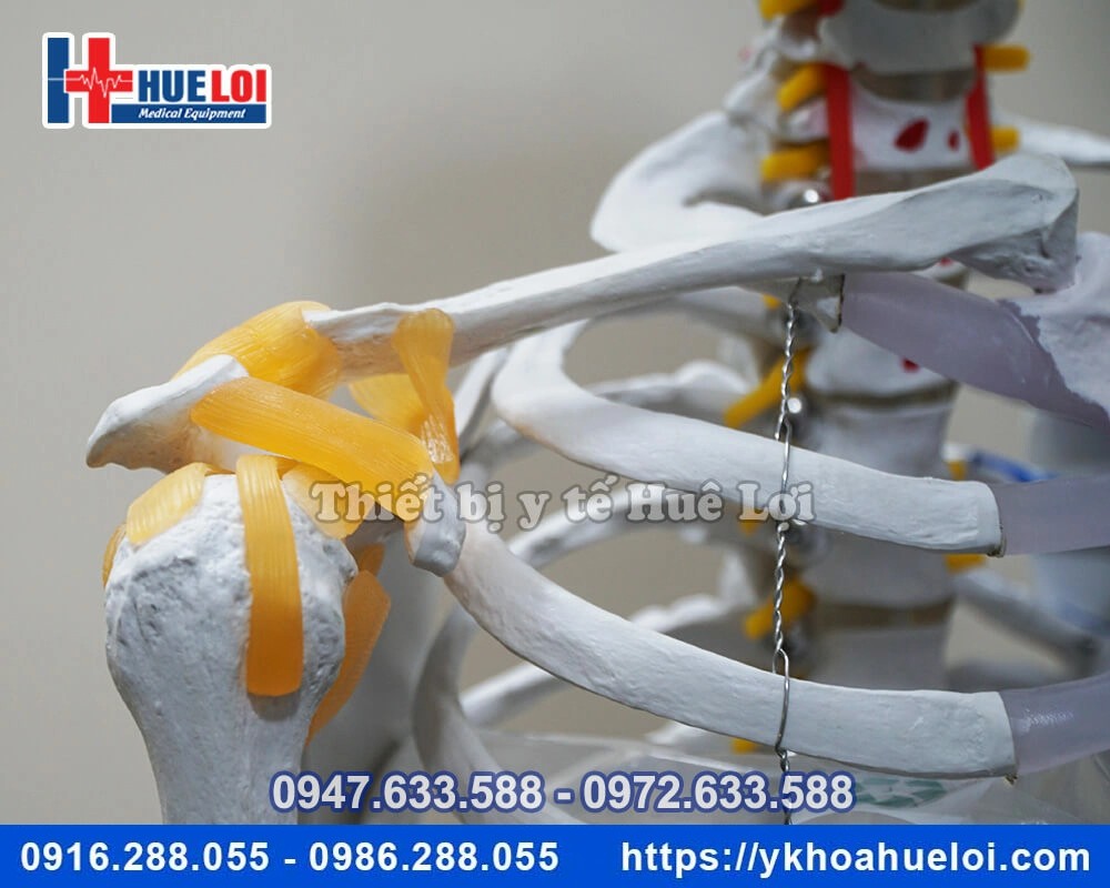 Mô hình giải phẫu bộ xương người đa chức năng