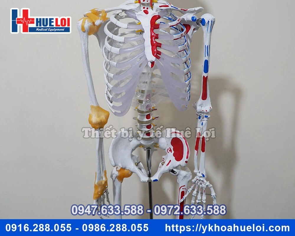 Mô hình giải phẫu bộ xương người đa chức năng