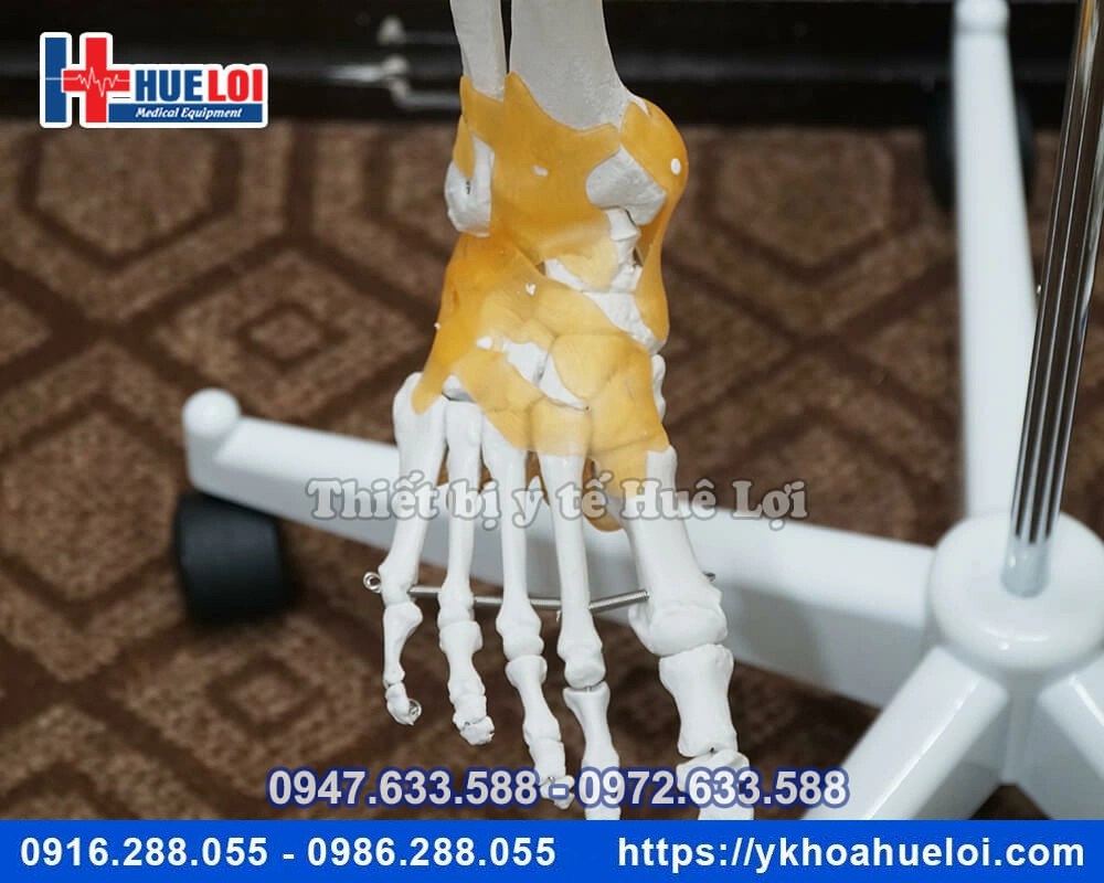 Mô hình giải phẫu bộ xương người đa chức năng