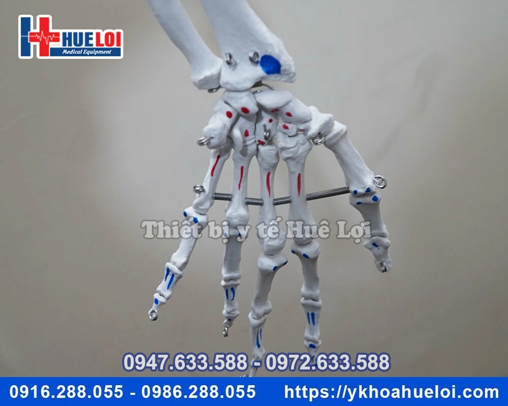 Mô hình giải phẫu bộ xương người đa chức năng
