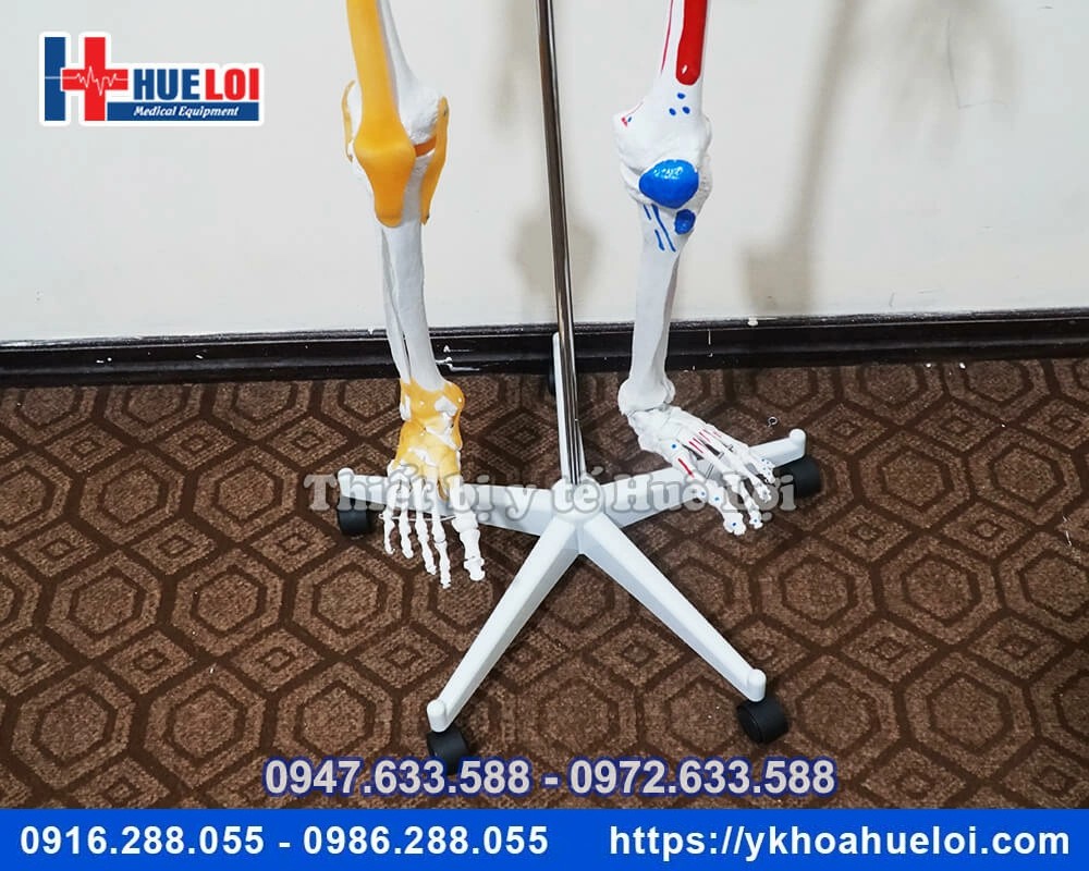 Mô hình giải phẫu bộ xương người đa chức năng
