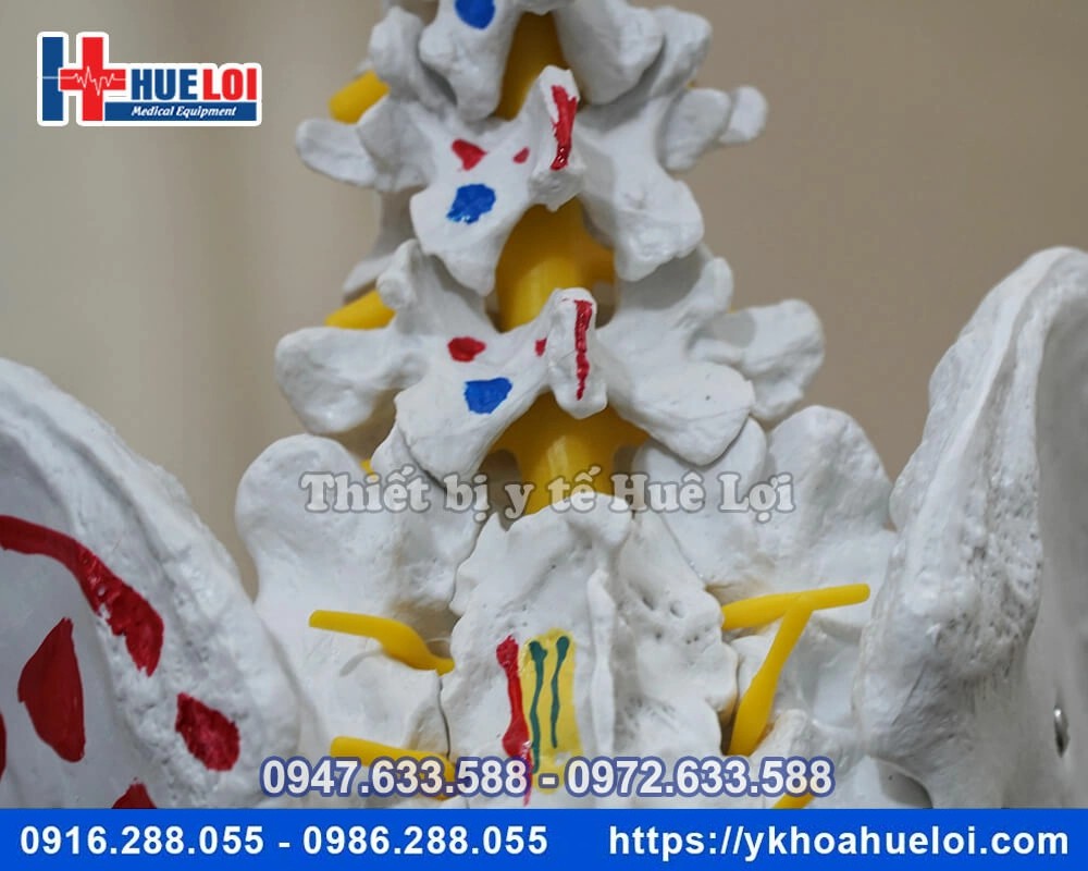 Mô hình giải phẫu bộ xương người đa chức năng