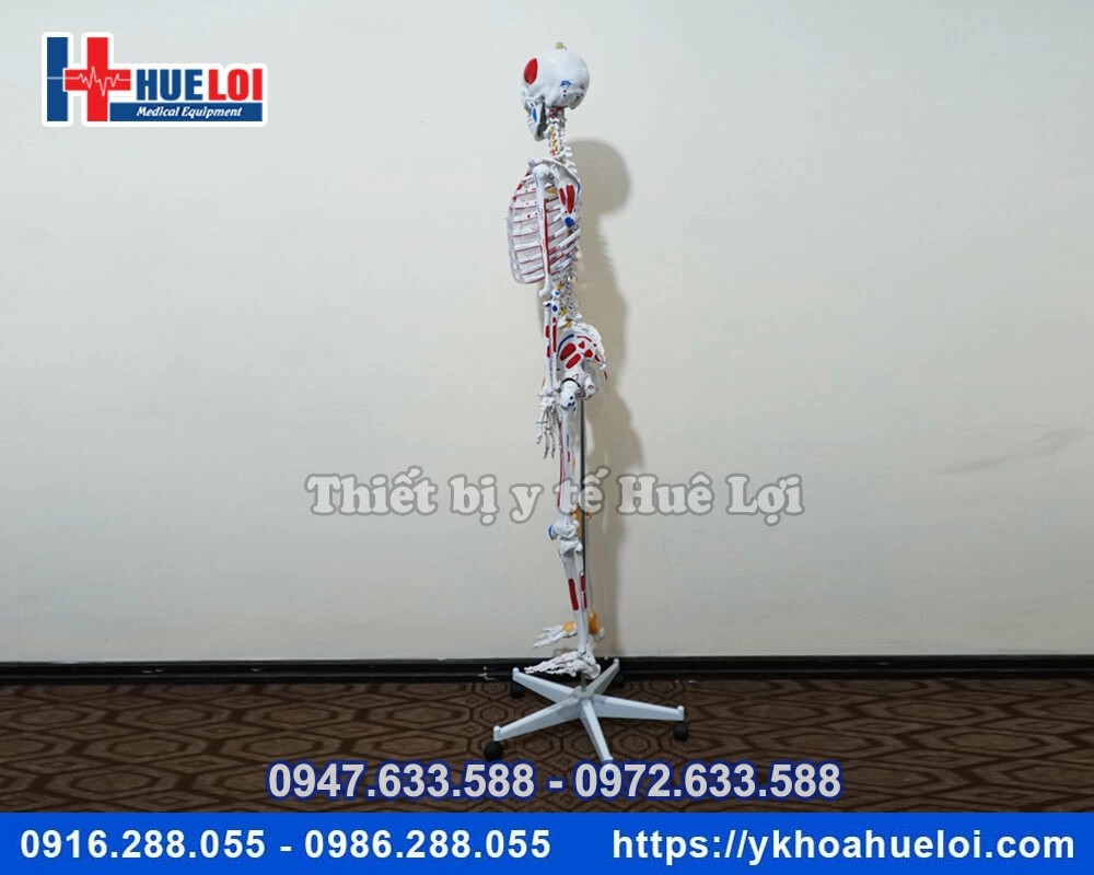 Mô hình giải phẫu bộ xương người đa chức năng