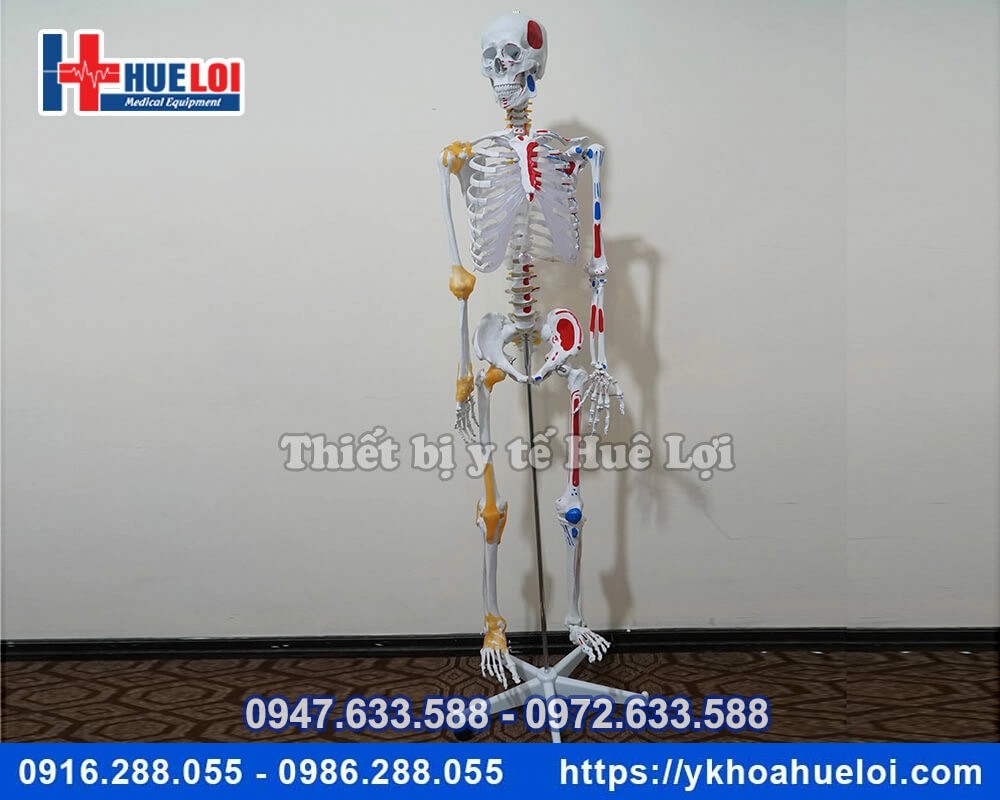 Mô hình giải phẫu bộ xương người đa chức năng