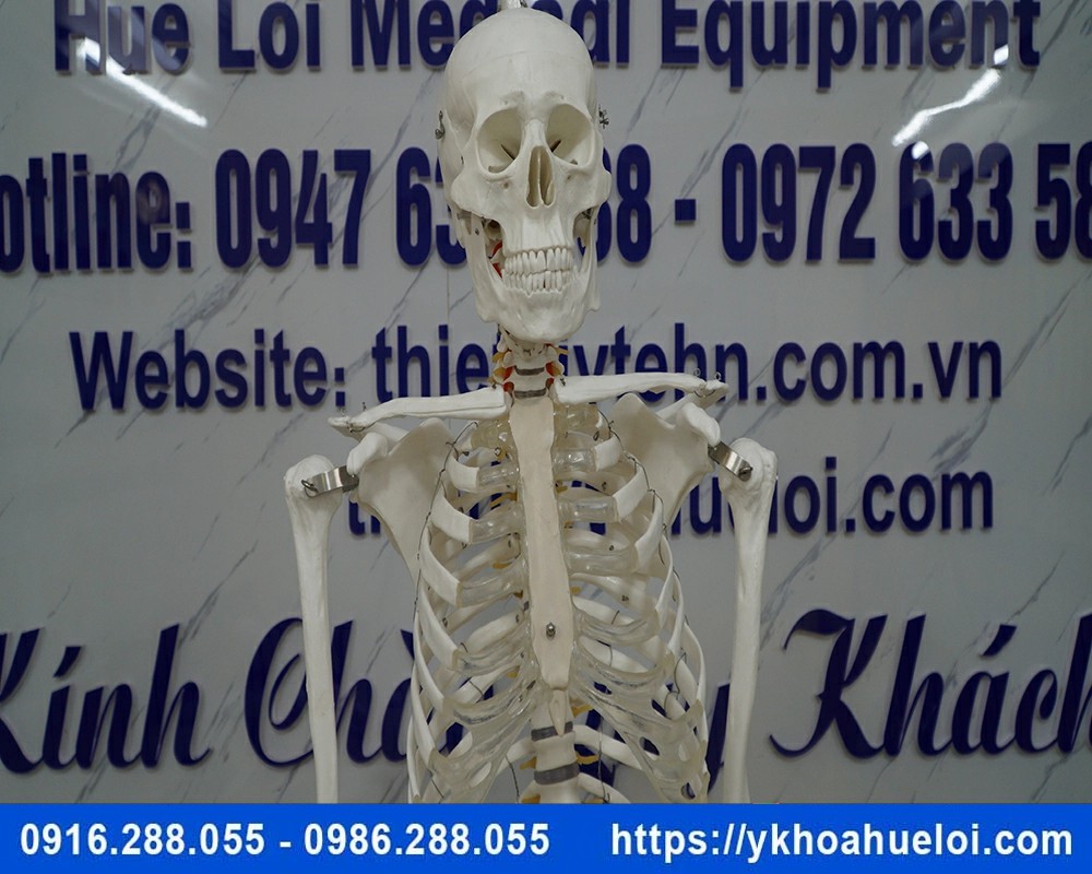 Mô hình giải phẫu bộ xương người 170cm