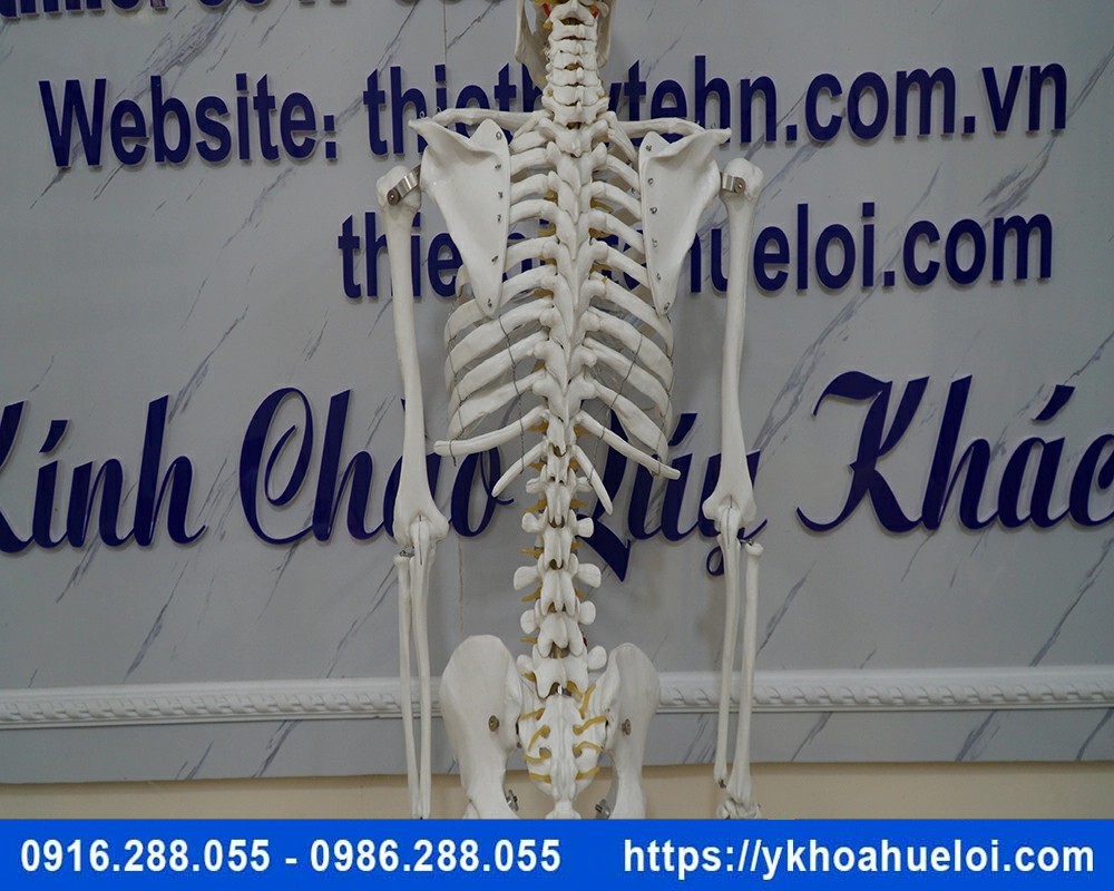 Mô hình giải phẫu bộ xương người 170cm