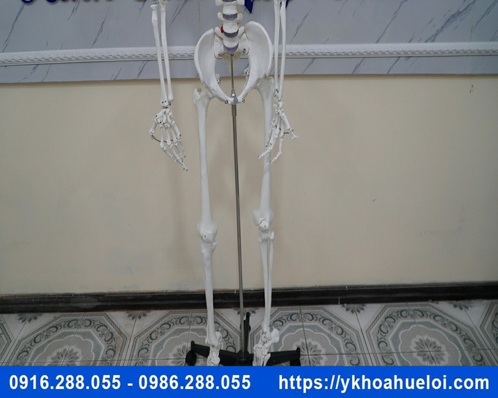 Mô hình giải phẫu bộ xương người 170cm