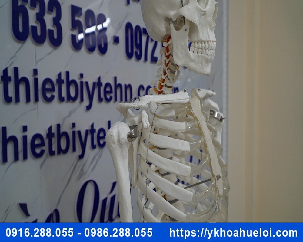 Mô hình giải phẫu bộ xương người 170cm