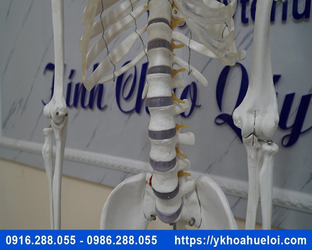 Mô hình giải phẫu bộ xương người 170cm