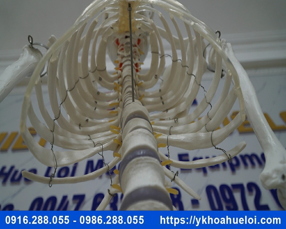 Mô hình giải phẫu bộ xương người 170cm